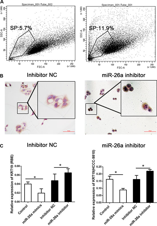 Decreased miR-26a could promote the distribution of side-population cells.