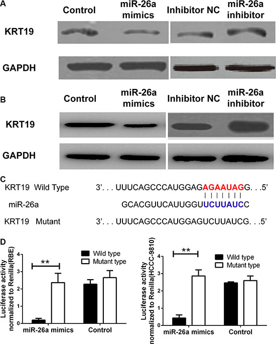 miR-26a could directly binding with KRT19 3&#x2032;UTR.