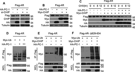 PC-1 promotes CHIP-mediated AR ubiquitination and degradation.