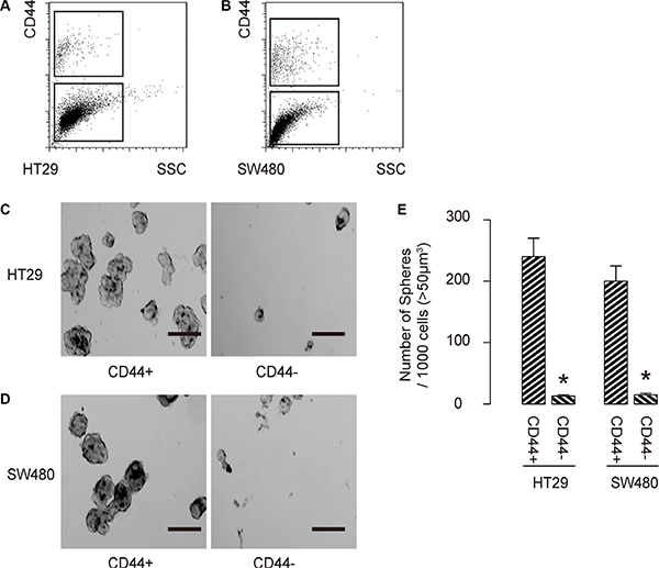 CCD44-positive cells are enriched with CSCs in CRC.