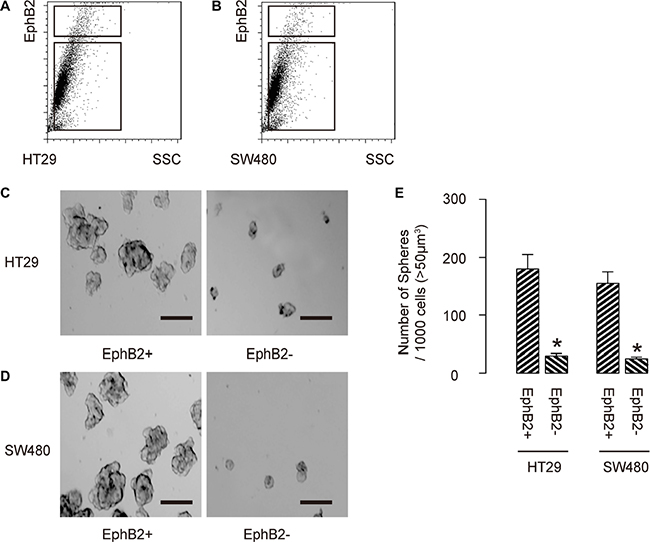 EphB2-high cells are enriched with CSCs in CRC.