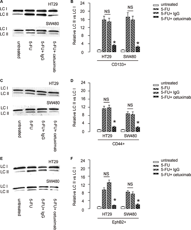 EGFR inhibition reduces 5-FU-induced cell autophagy in CSC-like CRC cells.