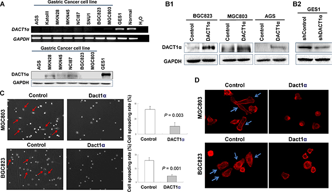 DACT1&#x03B1; suppressed cell spreading and F-actin formation.