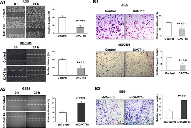 DACT1&#x03B1; inhibited gastric cancer cell migration and invasion ability.