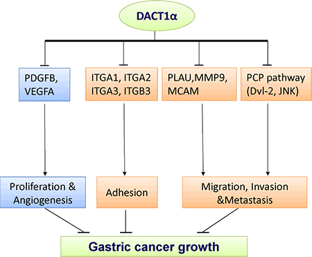 The molecular mechanisms underlying the tumor suppression of DACT1&#x03B1; in gastric cancer.