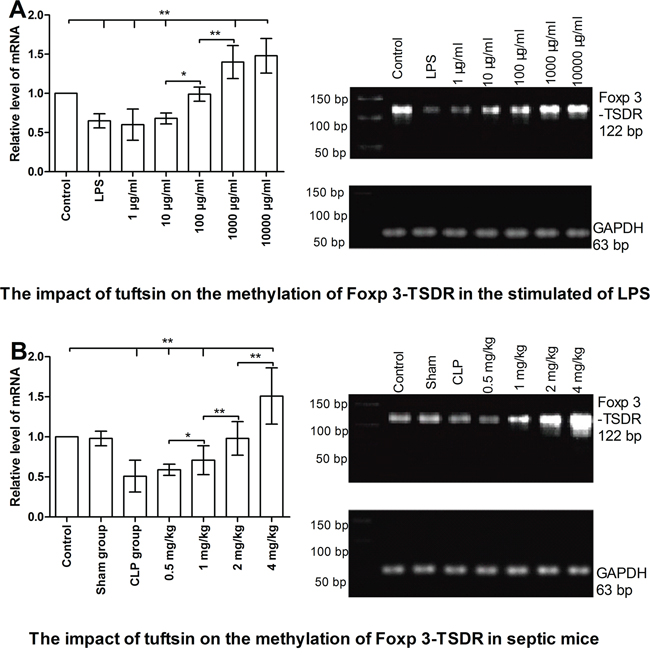 The impact of tuftsin on the methylation of Foxp 3-TSDR of Nrp-1highCD4+CD25+Tregs.