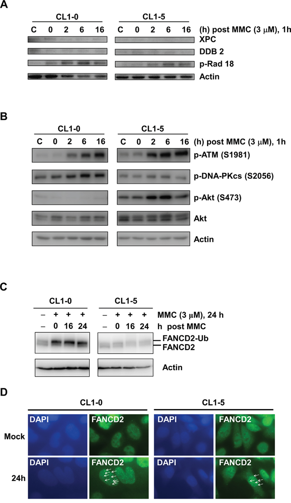 Western blot analysis of DNA damage responses in Cl1-0 and CL1-5 cells post 3 &#x03BC;M MMC treatment.
