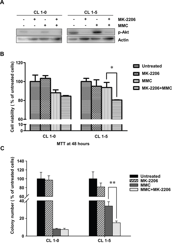 The cell proliferation rates of CL1-0 and CL1-5 cells without p-Akt after MMC treatment.