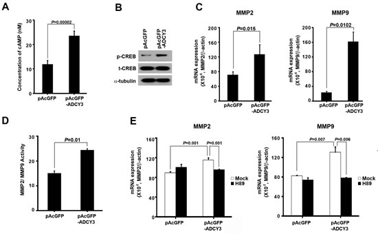 The molecular mechanism of