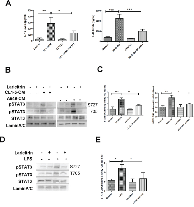 Laricitrin decreased IL-10 expression by inhibiting STAT3.