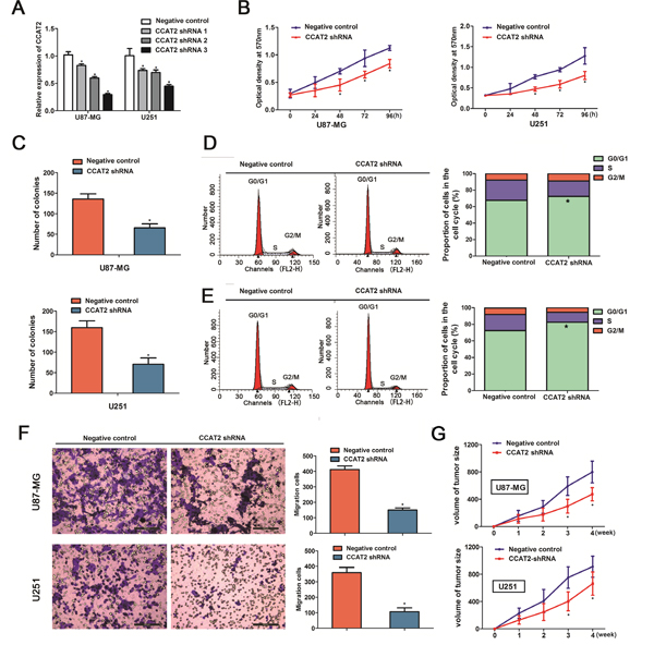 Knockdown of CCAT2 in glioma cell lines suppressed cell proliferation, cell cycle progression and migration of glioma cells.