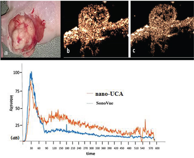Ultrasound contrast enhanced imaging of two kinds of UCAs in superficial implantation tumor loaded mice and the time vs. intensity curve.