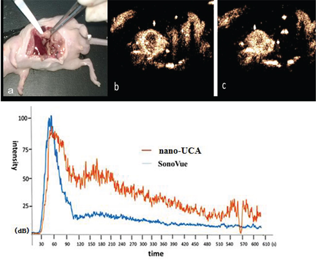 Ultrasound contrast enhanced imaging of UCAs in orthotopic implantation tumor of pancreatic cancer in nude mice and the time vs. intensity curve.