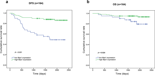 Kaplan-Meier curves for DFS and overall survival OS according to TTK expression.