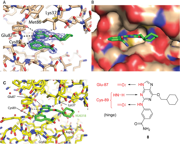 X-ray crystal structure of Nek2 in complex with 6-alkoxypurine inhibitor 8.