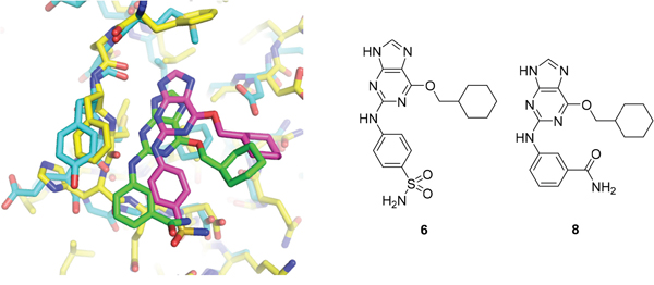 Structural overlay of 8-T175A-Nek2A complex (green and cyan) and the 6-T160pCDK2-cyclin A (pink and yellow).