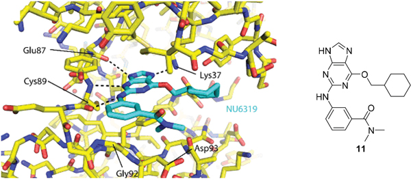 Crystal structure of carboxamide 11 (cyan) bound to the T175A Nek2 mutant (carbon atoms are coloured yellow, oxygen coloured red, and nitrogen coloured blue).