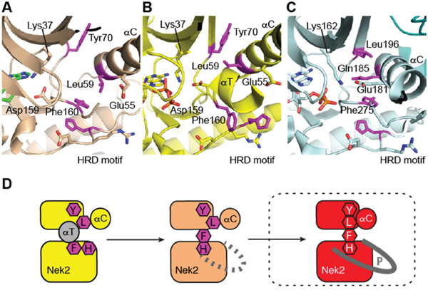 Purine ATP-competitive inhibitors induce a pre-active, DFG-in, &#x03B1;C-out conformation of Nek2.