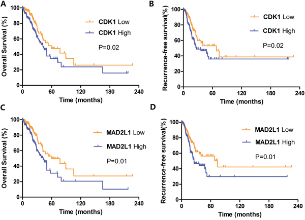 Kaplan-Meier survival curves by different levels of CDK1 and MAD2L1 expression in 349 LUAD patients.