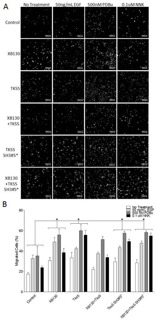 Co-expression of XB130 and Tks5 inhibit the enhanced cell migration observed in cells overexpressing XB130 or Tks5 alone.