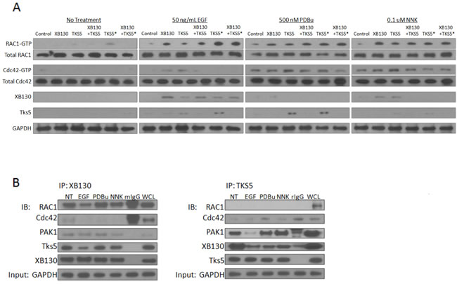 XB130 over-expression enhances Rac1 activation whereas Tks5 over-expression enhances Cdc42 activation.