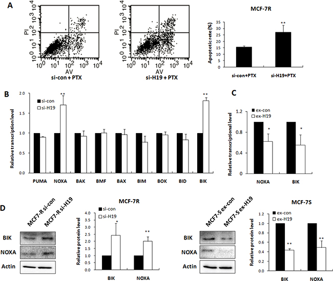 H19 attenuated apoptosis response through inhibiting transcription of BIK and NOXA.