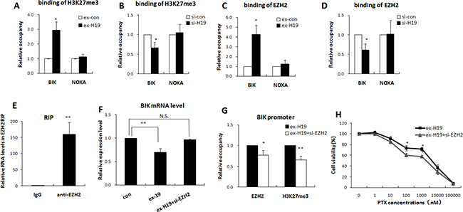 H19 epigenetically silenced BIK in an EZH2 dependent manner.