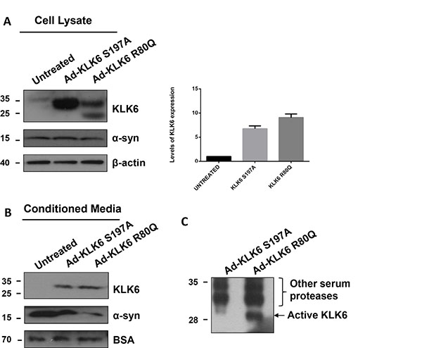 KLK6 is constitutively secreted following its overexpression in primary cortical neurons and reduces secreted &#x03B1;-synuclein protein levels.