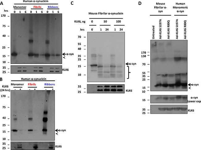 KLK6 readily cleaves fibrilar &#x03B1;-synuclein species.