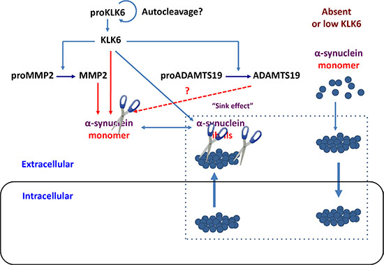 Schematic representation of how KLK6 protease could lead to degradation of intracellular &#x03B1;-synuclein aggregates.