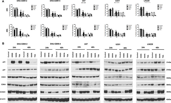 Cell cycle analysis and expression of cell cycle regulators.