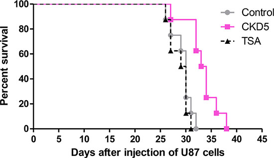 Long-term therapeutic efficacy of CKD5.