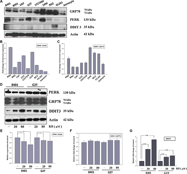 K8 induced DDIT3 expression in glioblastoma cell lines.