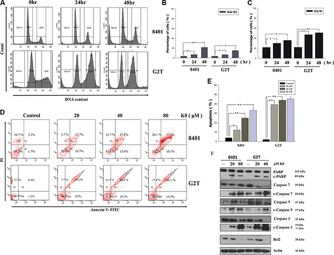 Effects of K8 on cell cycle and apoptosis in glioblastoma cell lines 8401 and G2T.