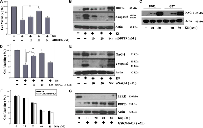 Effect of DDIT3, NAG-1, PERK on the induction of apoptosis by K8 in 8401.