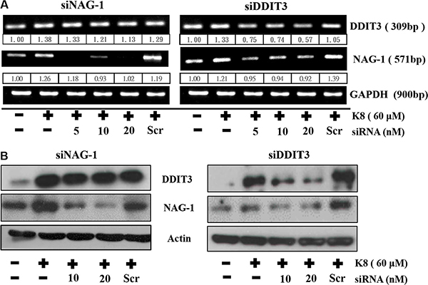 DDIT3 contributes to the regulation of NAG-1 gene expression.