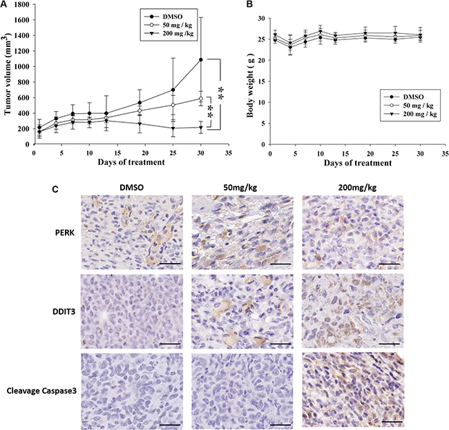 Antitumor effects of K8 in the nude mice xenograft model.
