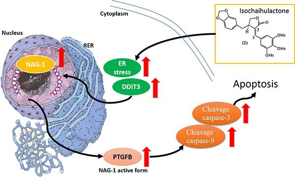 K8 induction of DDIT3 expression which leads to the modulation of NAG-1, and the whole process results in GBM cell apoptosis.