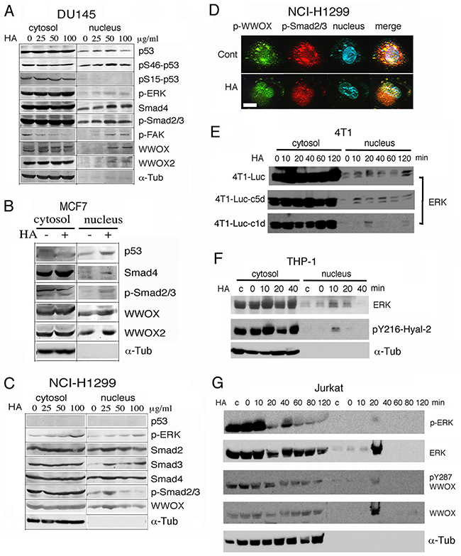 Hyaluronan induces nuclear accumulation of WWOX, Smads and others proteins.