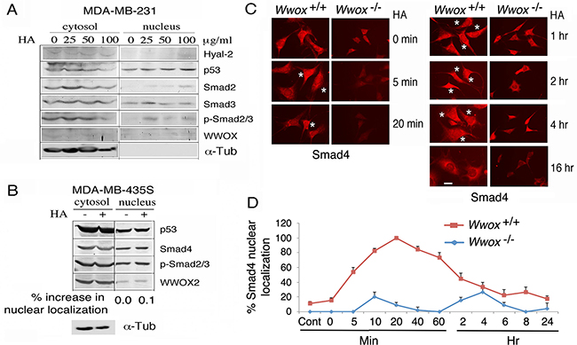Wild type WWOX is necessary for HA induction of protein nuclear translocation.