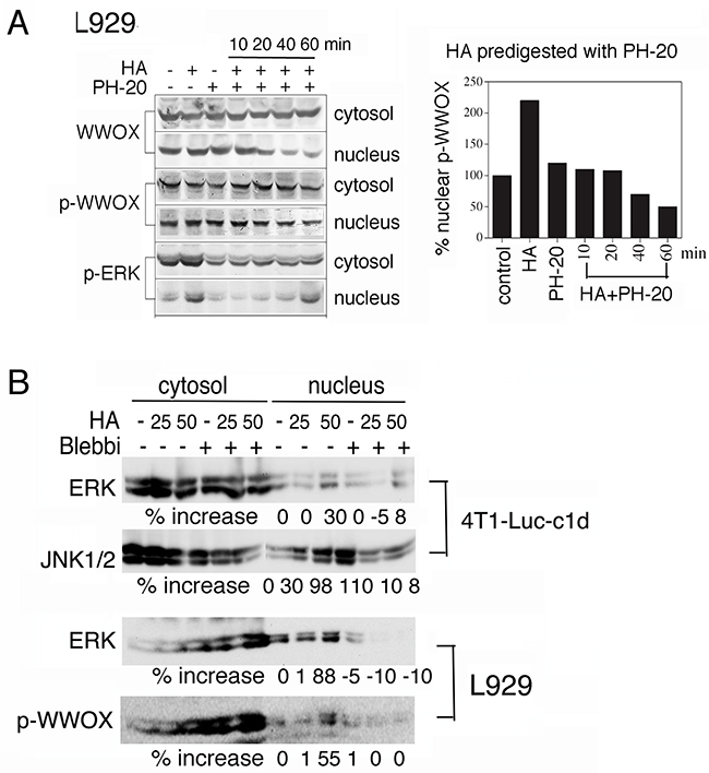 Blebbistatin blocks HA-mediated protein nuclear translocation.