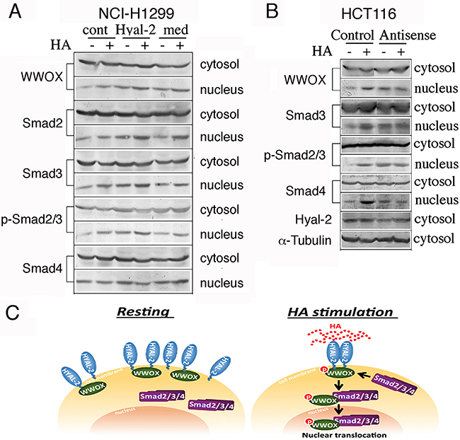 Induction of WWOX and Smads nuclear accumulation by agonist Hyal-2 antibodies and antisense mRNA.