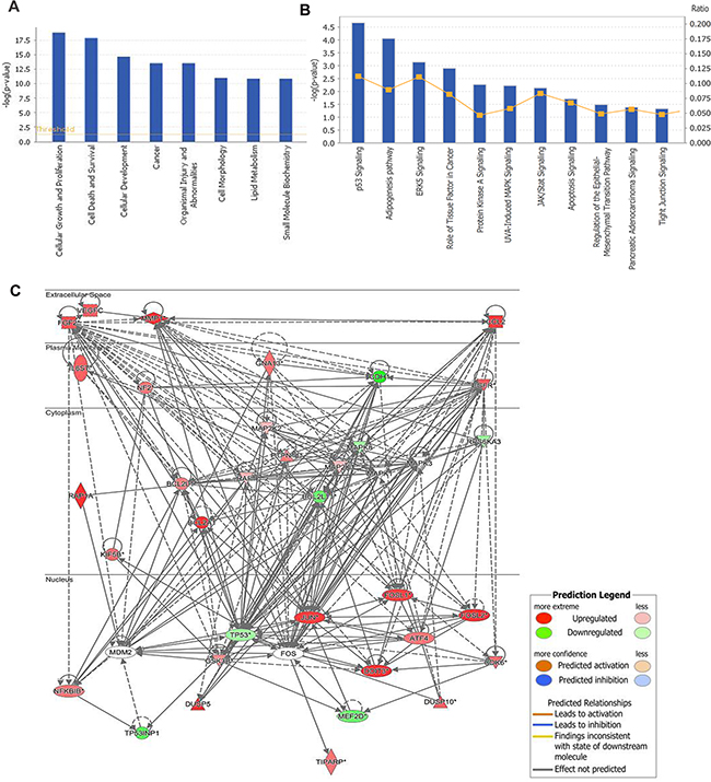 Gene expression profiling identified an association between changes in RPL34 expression and MAPK and p53 signaling.