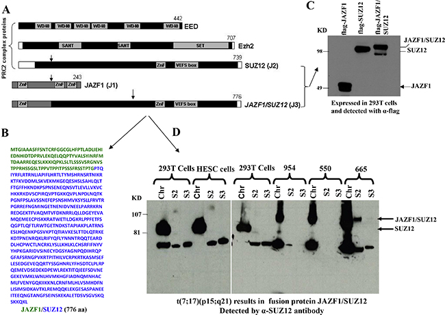 Domain structure of PRC2 components, sequence of fusion protein JAZF1-SUZ12 and its expression in human endometrial stromal sarcoma harboring the t(7;17).