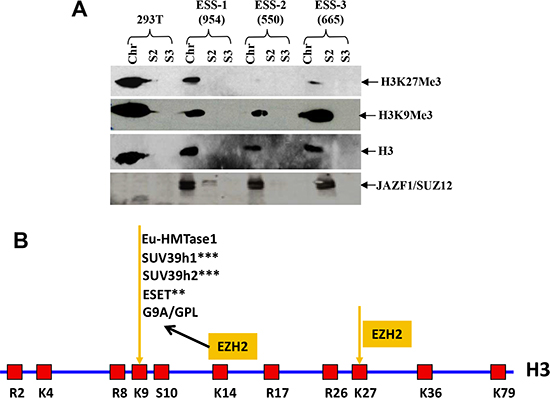 t(7;17) and JAZF1-SUZ12 expression in human ESS dramatically decreases H3K27 trimethylation.