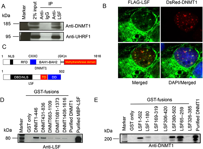 LSF directly binds DNMT1.