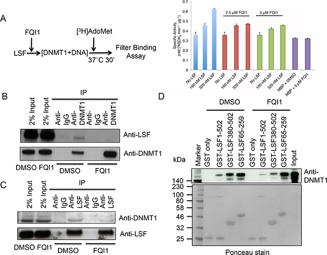 LSF stimulates DNMT1 and FQI1 negates methyltransferase activation.