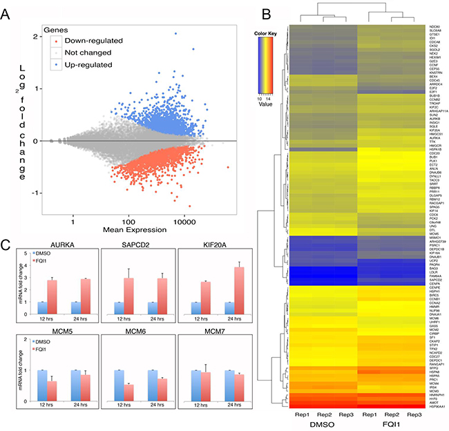 Transcriptome analysis of FQI1- versus vehicle-treated HEK293T cells.