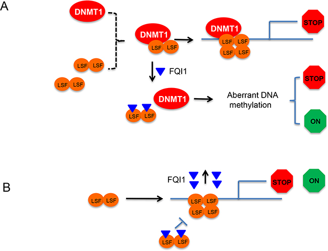 Working models of LSF-DNMT1 complex dissociation by FQI1 and aberrant DNA methylation.