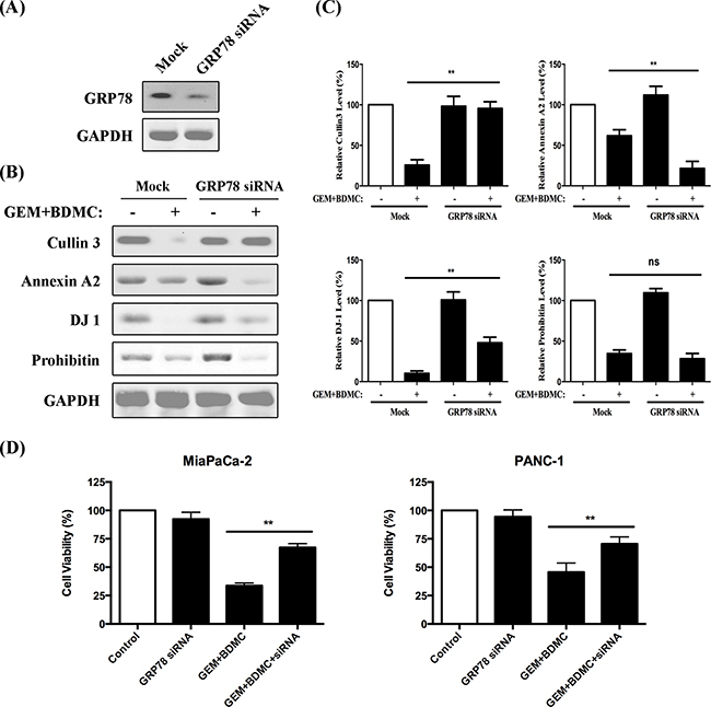 A GRP78-dependent pathway was revealed.